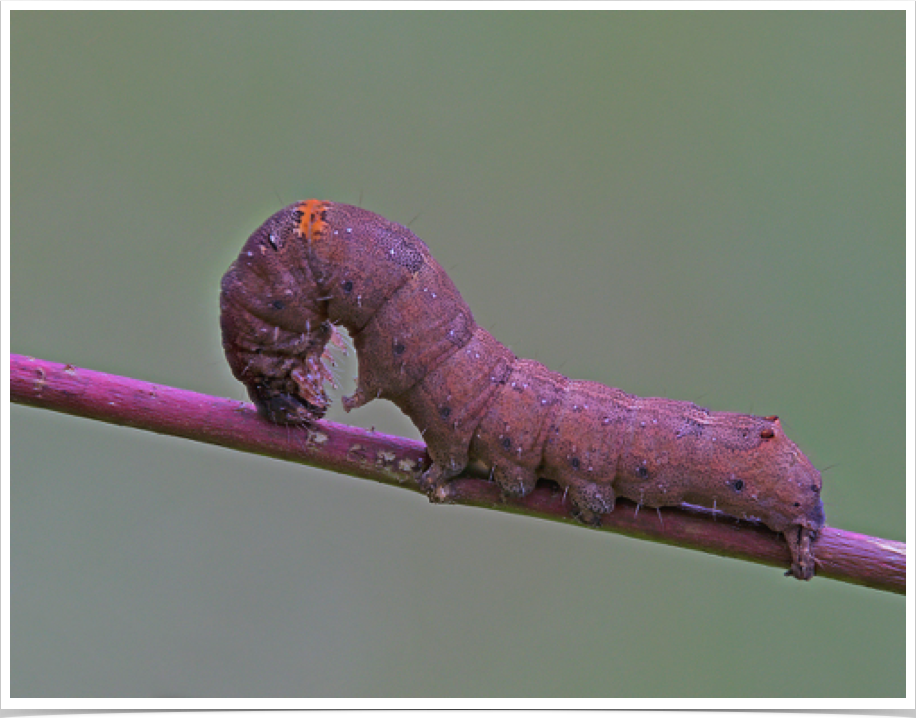 Zale lunata 
Lunate Zale (defensive posture)
Noxubee County, Mississippi